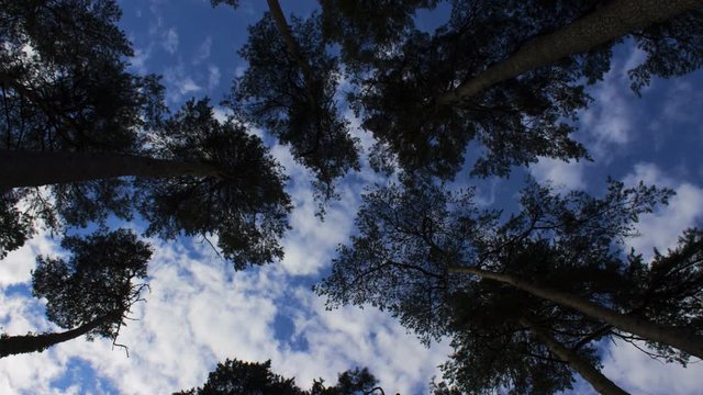 Bottom view of national park trees with cloudscape in 4k resolution