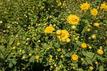 Field of chrysanthemums in the air, clear sky and sunbeam, natural concepts