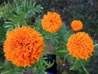  calendula