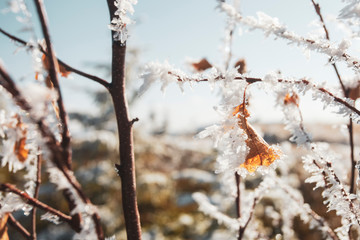 Bush with a dried leaf in hoarfrost.