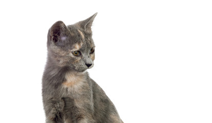 Beautiful small brown cat looking at camera