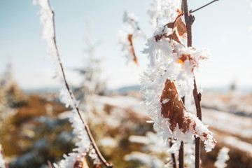 Bush with a dried leaf in hoarfrost. Blurred background.