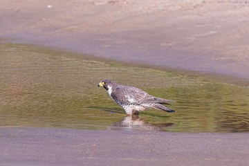 Face profile view of Peregrine falcon standing in a fresh water stream on a beach of Cape Kiwanda.