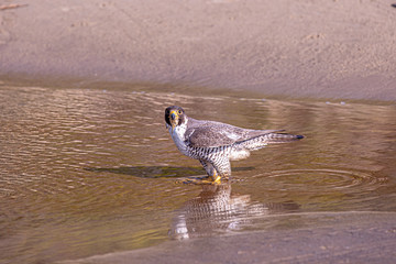 Up close portrait of a Peregrine falcon standing in a fresh water stream on a beach of Cape Kiwanda...