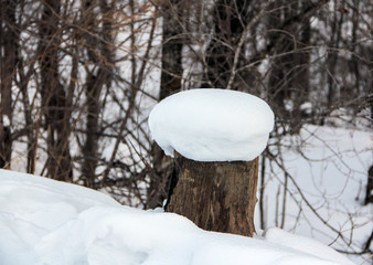 Winter in the forest.