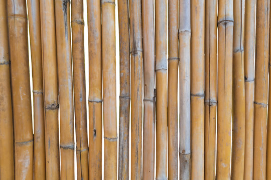 Old brown dry bamboo fence or bamboo wall texture on white background, natural wall background.