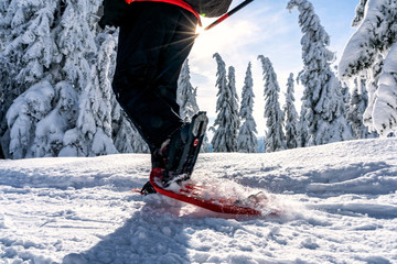 Winter sport activity. Woman hiker hiking with backpack and snowshoes snowshoeing on snow trail forest.