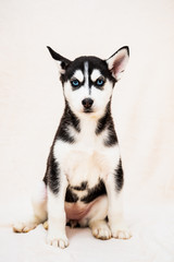Portrait D Un Bebe Chiot Husky Canvas Print Canvas Prints Picsart