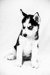 Portrait D Un Bebe Chiot Husky Canvas Print Canvas Prints Picsart Portrait D Un Bebe Chiot Husky Canvas Print Canvas Prints Picsart
