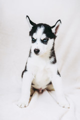 Portrait d'un jeune chiot husky