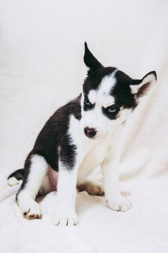 Bebe Chiot De Race Husky Sur Fond Blanc Stock Photo Adobe Stock