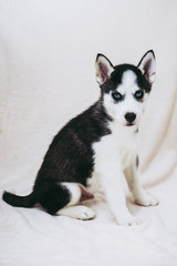Portrait D Un Bebe Chiot Husky Canvas Print Canvas Prints Picsart
