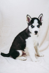 Bébé chiot de race husky sur fond blanc