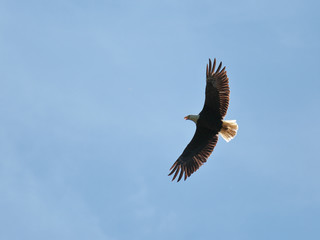 Fototapeta na wymiar Bald eagle against blue sky with spread wings and open bill