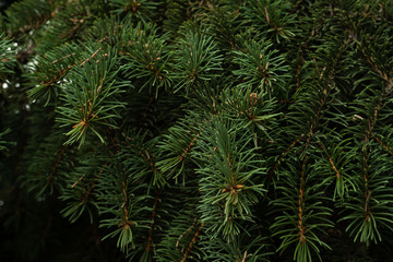 close up branches of coniferous tree abstract natural background