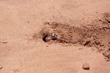 Up close shot of a little sand crab sitting near to the entrance to his ground shelter