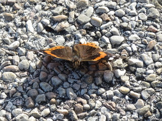 Vanessa Atalanta