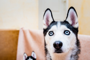 Portrait D Un Bebe Chiot Husky Wall Mural Wallpaper Murals Picsart Portrait D Un Bebe Chiot Husky Wall Mural Wallpaper Murals Picsart