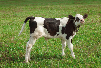 Naklejka na ściany i meble Young calf on a grassland