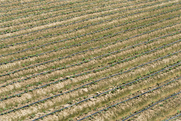 Strawberry planting field texture closeup