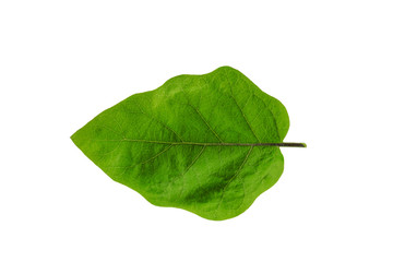 Leaves in the garden on white background. Debris after being eaten by worms. The furrows on the...