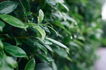 Selective focus of fresh tree leaves with green background