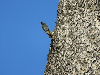 Phoenicurus ochruros