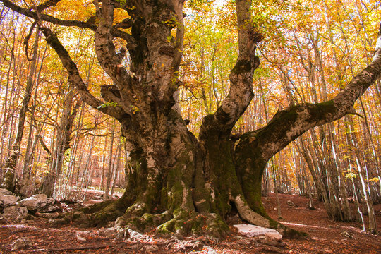 Majestic trunk of monumental beech tree of Pontone (Faggio del Pontone) in Passo Godi, Abruzzo