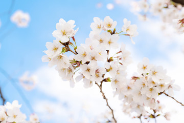 桜の花