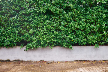 Tree wall beside the Road. Garden wall for background and Copy Space