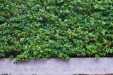 Tree wall beside the Road. Garden wall for background and Copy Space