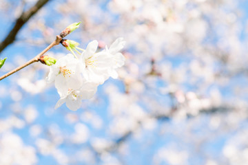 桜の花