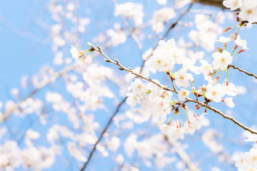 桜の花