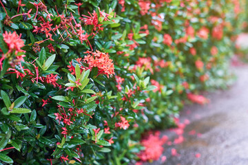 Red needle flowers after being rained, with some flowers falling onto the ground.