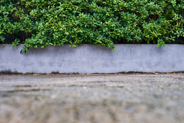 Tree wall beside the Road. Garden wall for background and Copy Space
