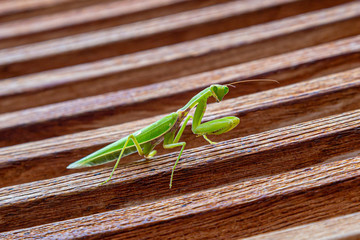 Up close photo of a green praying mantis sitting on a back of a wooden beach chair.
