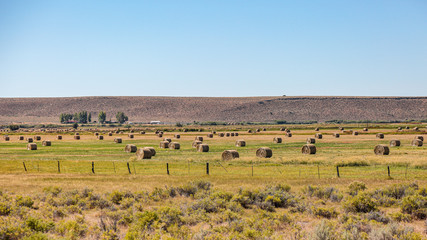 Rolled bales of hay on a green field, south Oregon