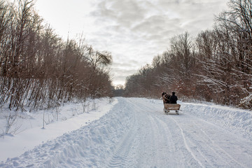 a horse harnessed to a sled run on the winter road, back view