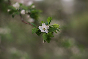 one flower bloomed on a tree
