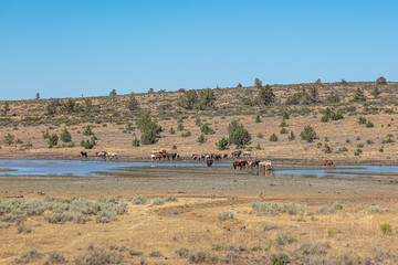 Fototapeta na wymiar A pack of wild horses graze around small lake, Steens Mountain, south Oregon