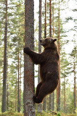 brown bear climbing on a tree