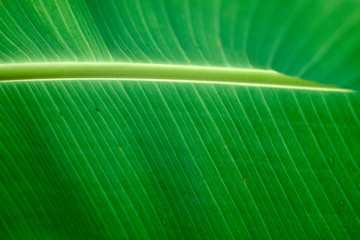Close up of green banana leaves with blur nature background