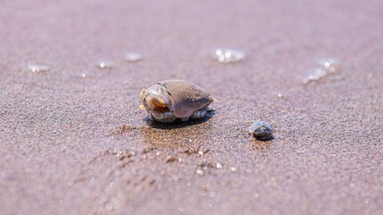 Up close shot of large a little mole crabs on a sand on a beach near Pacific City, Oregon