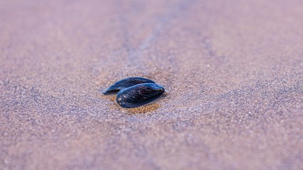 Up close shot of a a shell of a blue mussel in a sand on Cape Kiwanda beach.