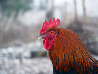 Portrait of a rooster under the snow. The concept of cold, climate change