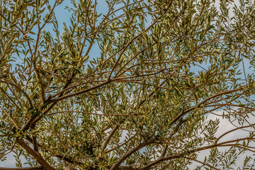 Bright green grass background