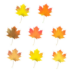 Realistic maple leaves isolated on white background