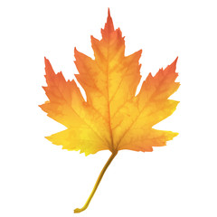 Realistic maple leaf isolated on white background