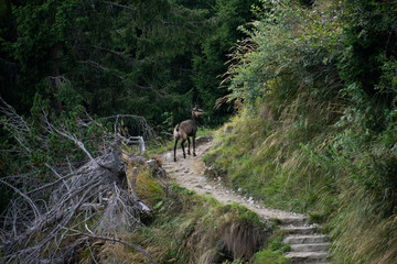 Chamois goat standing on curvy hiking path