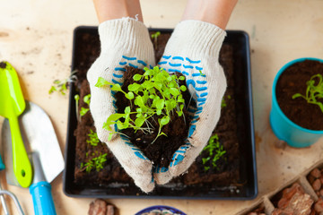 Woman's hands planting sprouts in pot with dirt or soil in container
